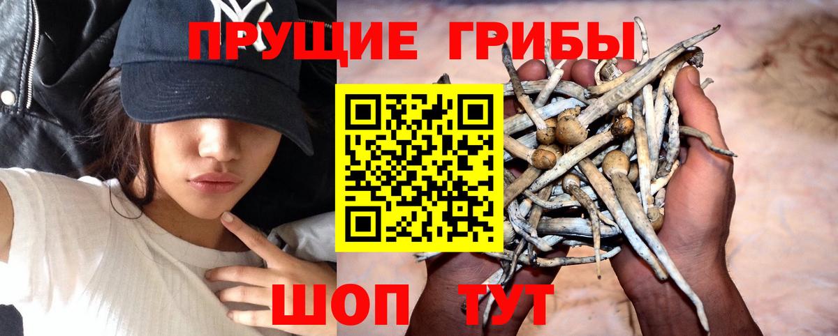 Псилоцибиновые грибы GOLDEN TEACHER Магадан